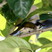 Styan's Bulbul